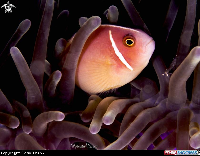 A Pink Skunk Clownfish