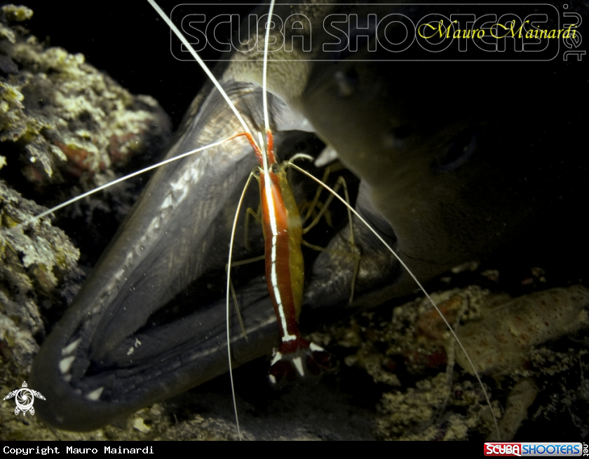 A underwater creature