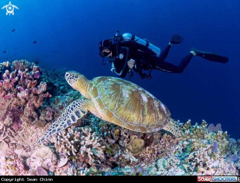 A Green Sea Turtle and man