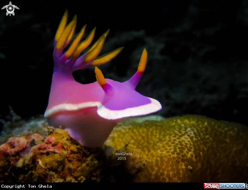 A Nudibranch 