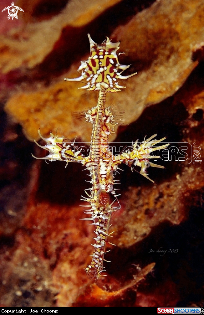 A Ghostpipefish 