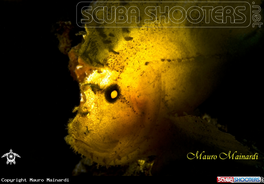 A underwater creature