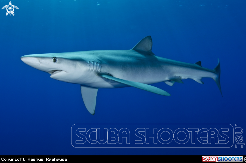 A Blueshark