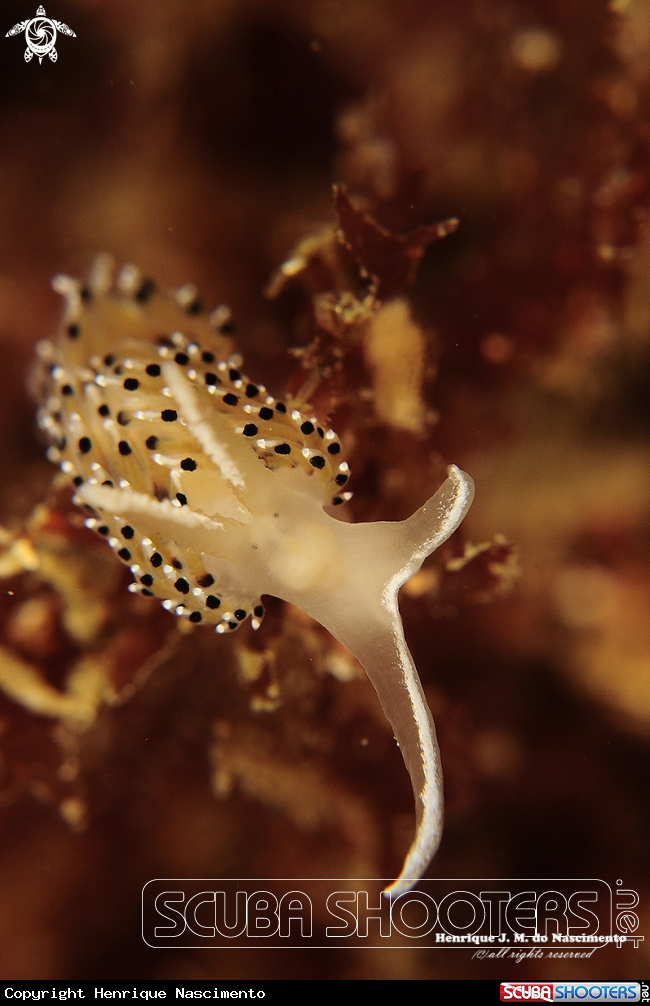 A Nudibranch