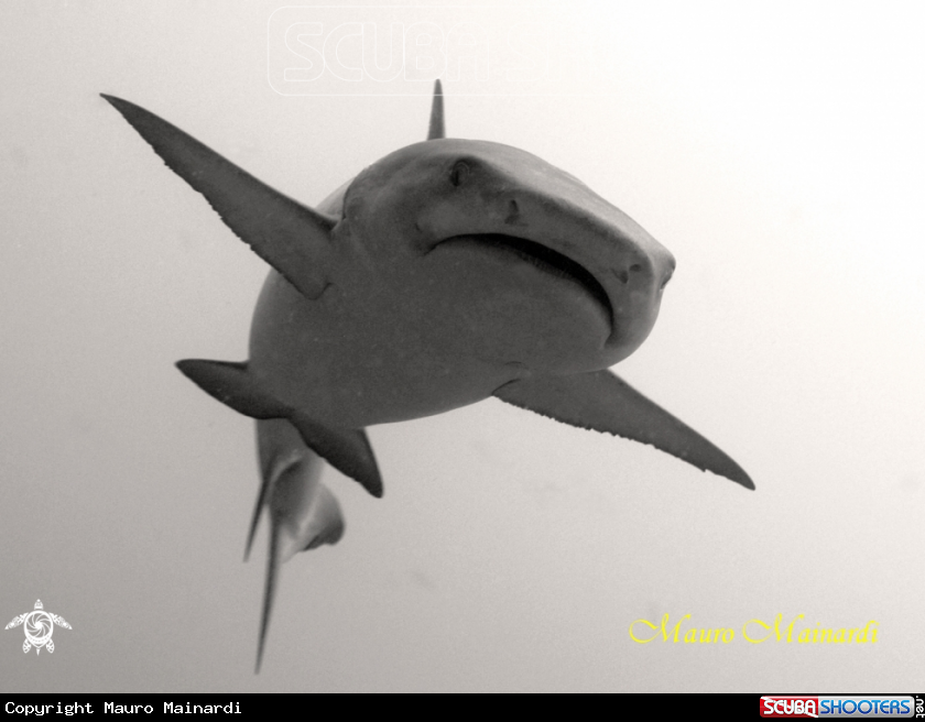 A underwater creature
