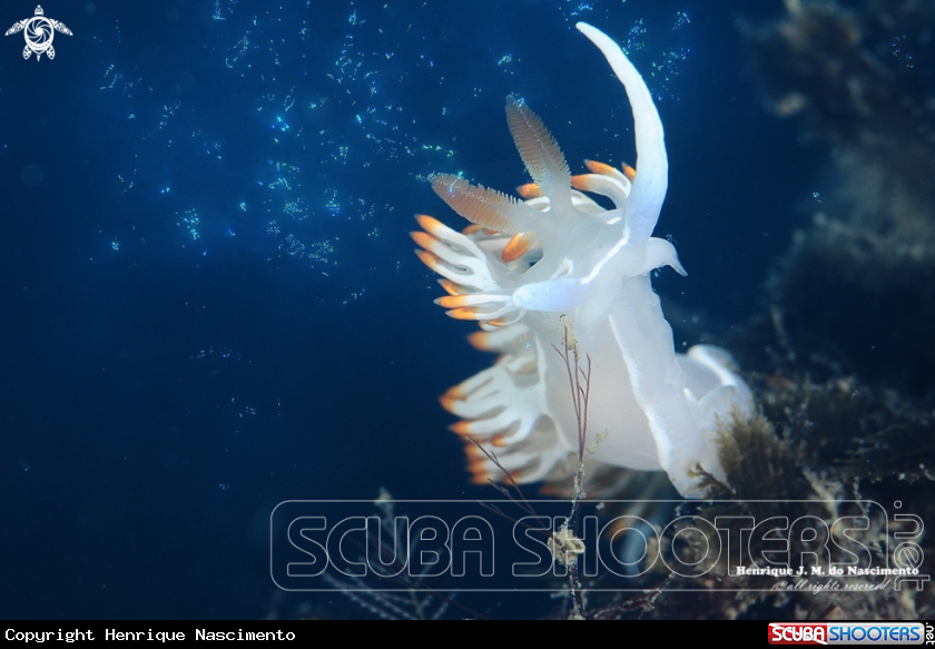 A Nudibranch