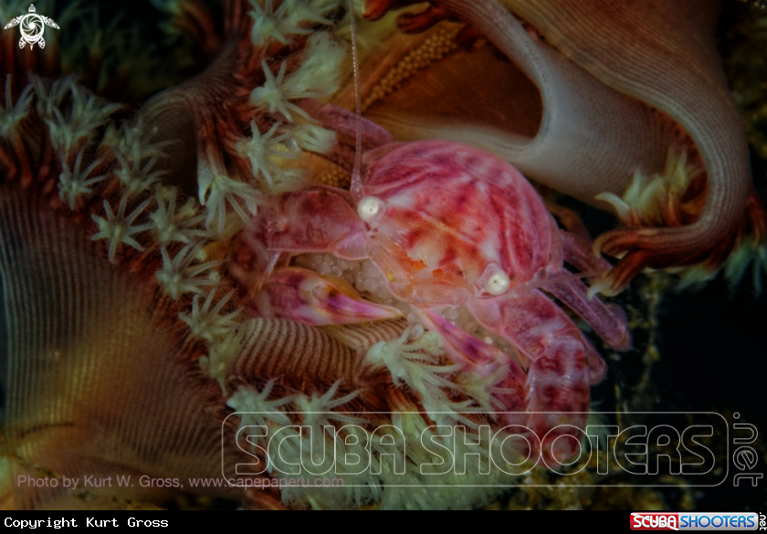 A Porzelan Crab with Eggs