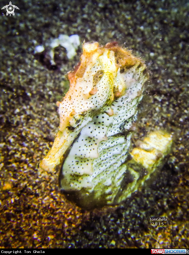 A White Seahorse