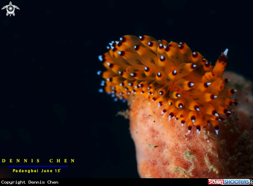 A Janolus sp