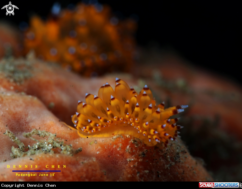 A Janolus sp