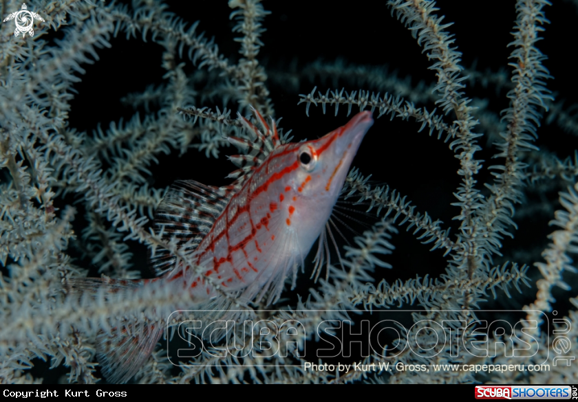 A longnose hawkfish