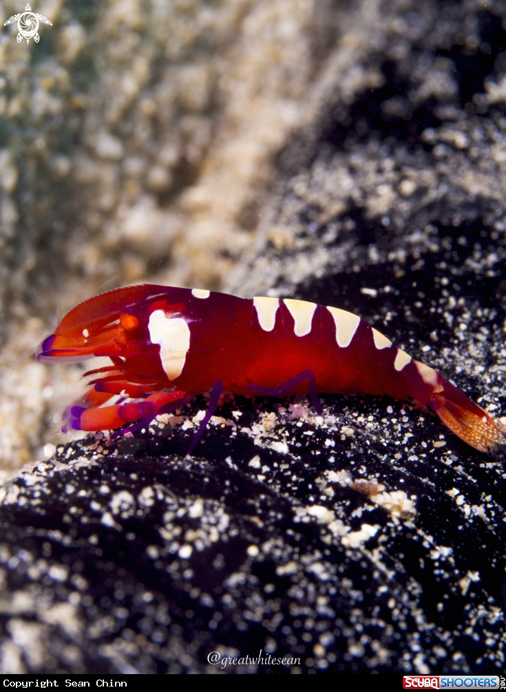 A Imperial Shrimp