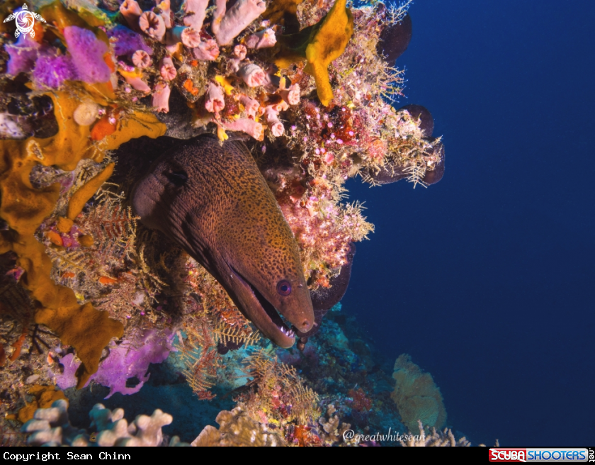 A Giant Moray Eel