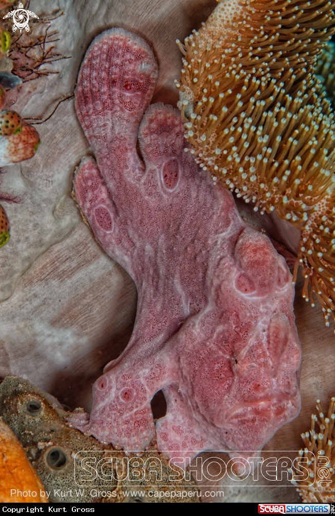 A Giant Froggfish