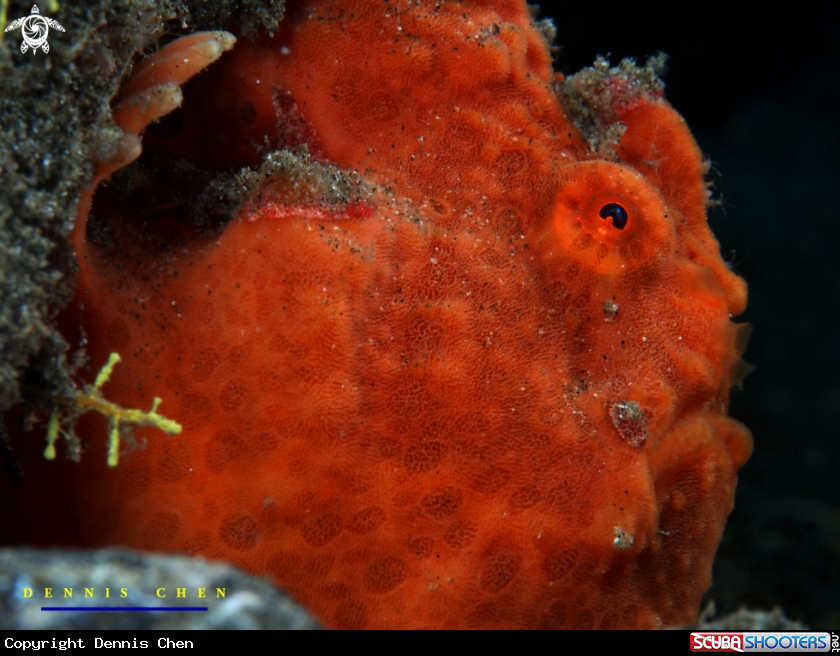 A Painted Frogfish