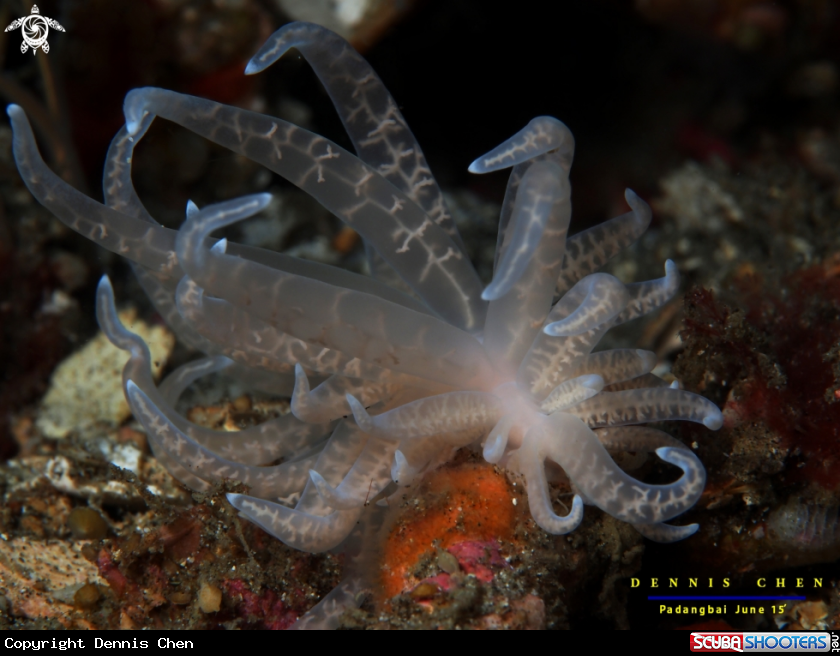 A Phyllodesmium iriomotense