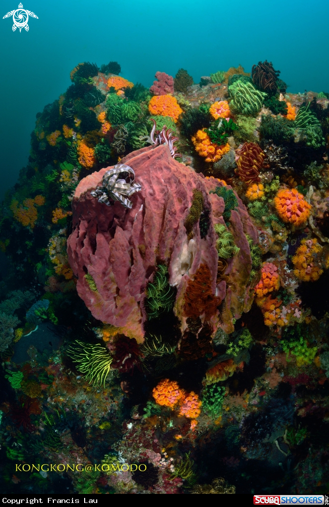 A Spongy Coral