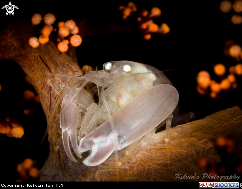 A Soft coral snapping shrimp