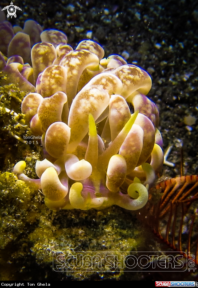 A Nudibranch 