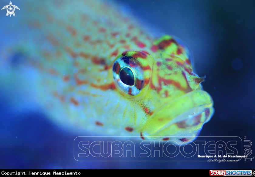 A Gobius