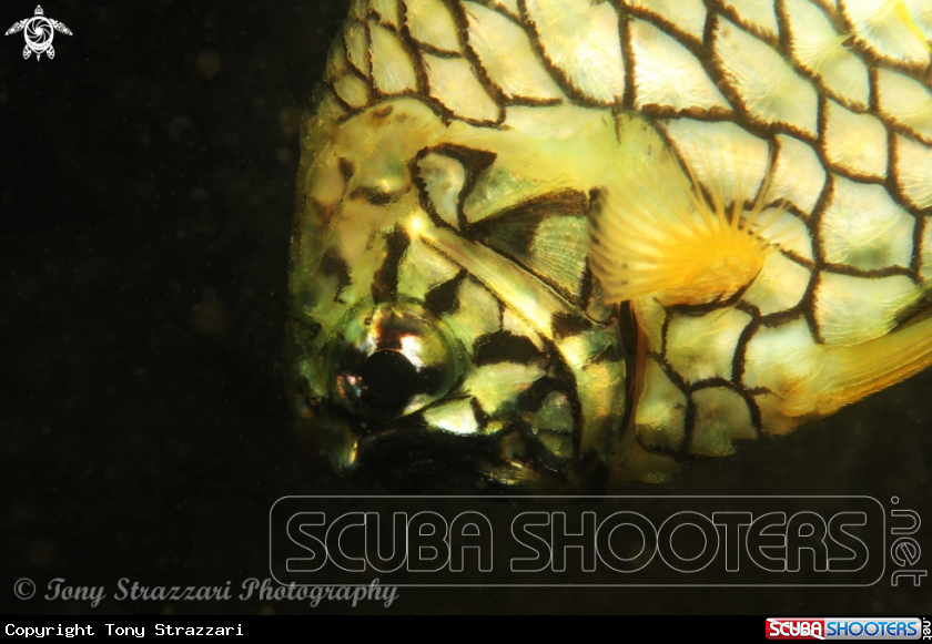 A Pineapple fish