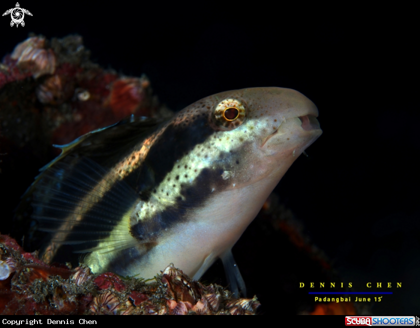 A Shorthead fang blenny