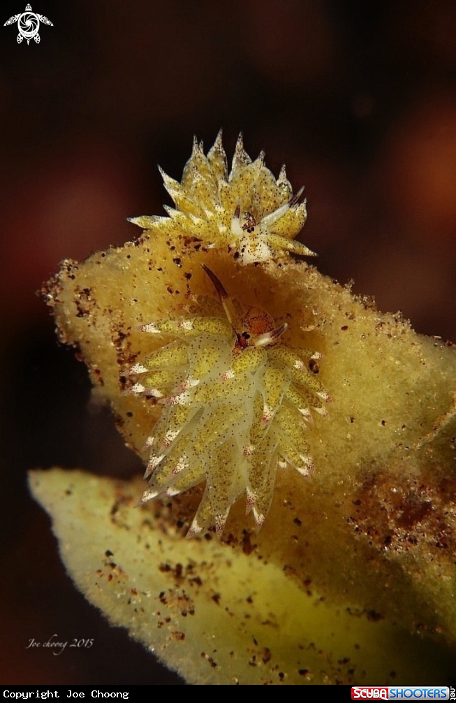 A Sheep nudibranch 