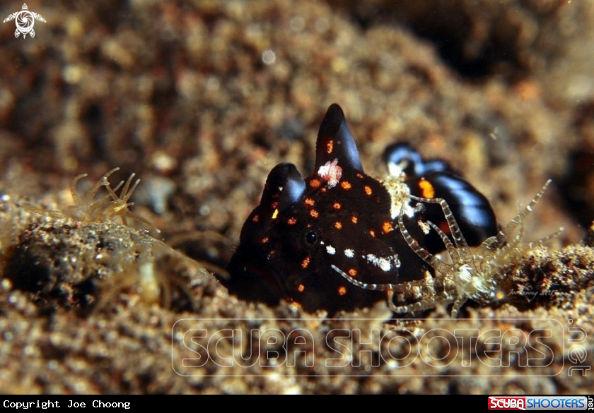 A Juvenile painted frogfish