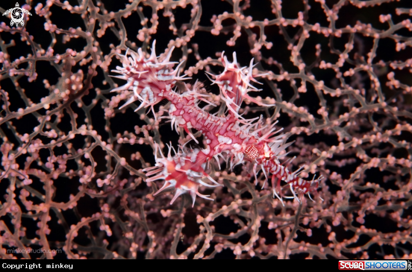 A Ghosty Pipe Fish (Pink)