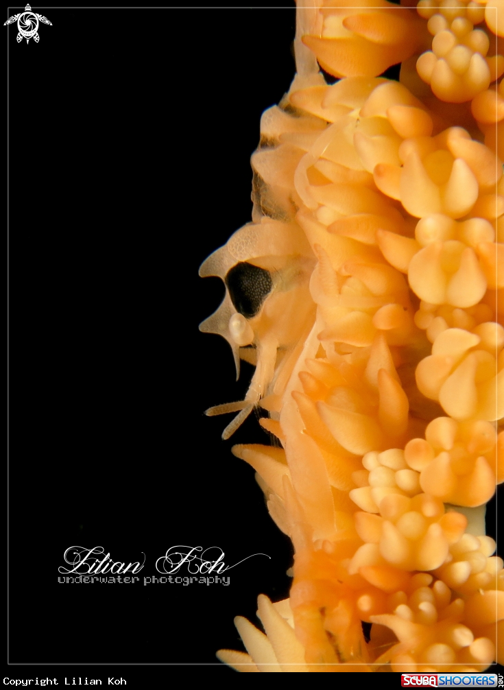 A Whip Coral Shrimp 