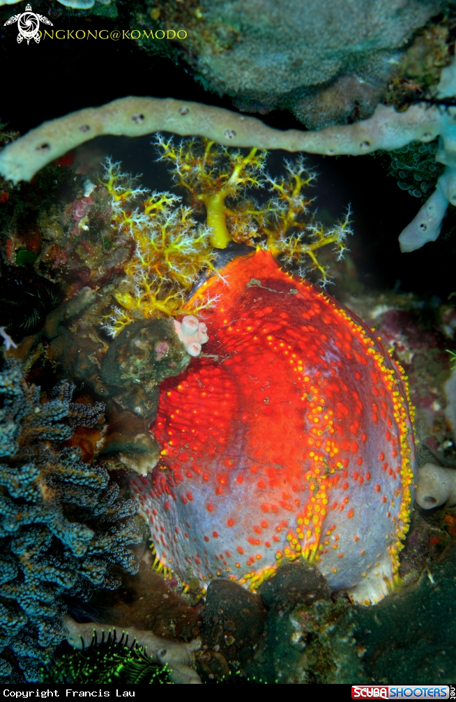 A Sea Apple