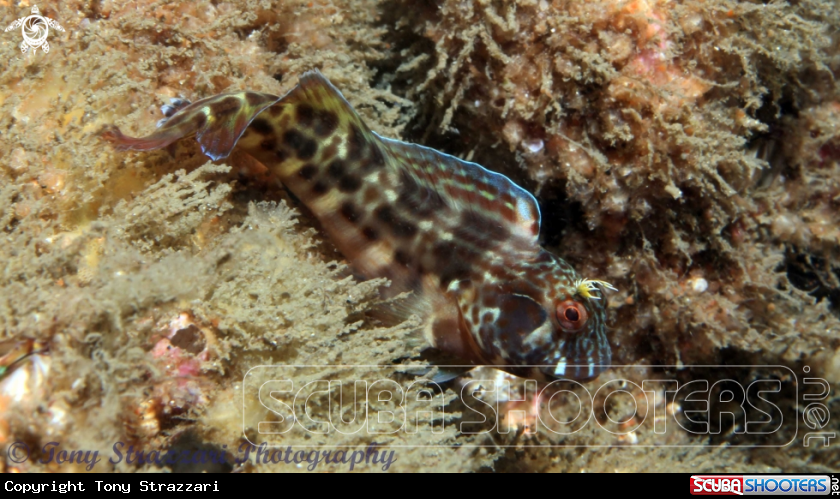 A Horned blenny