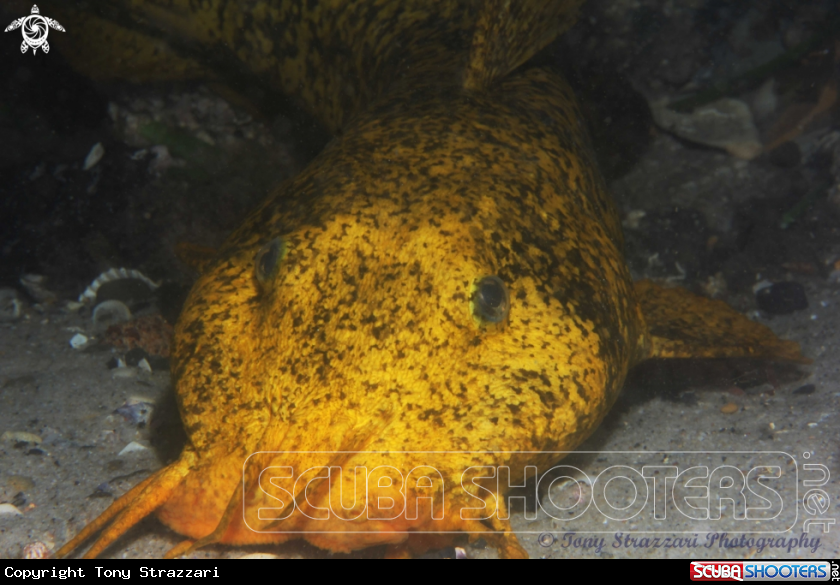 A Estuarine Catfish