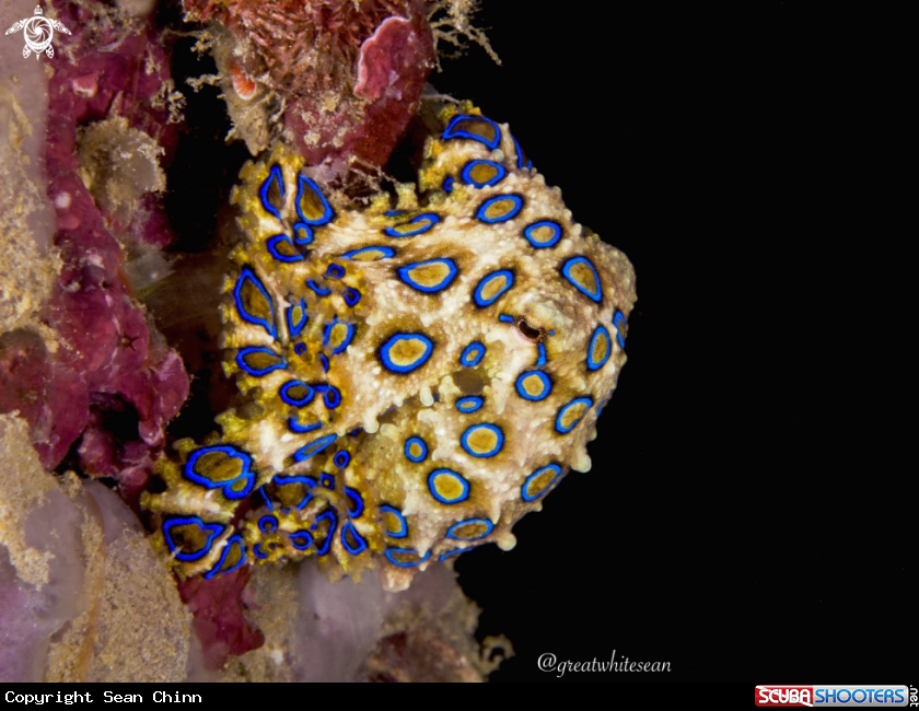 A Blue Ringed Octopus