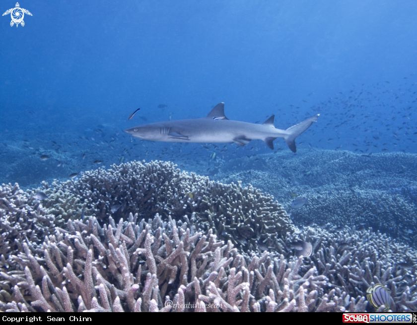 A Whitetip Reef Shark