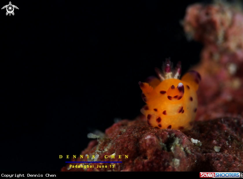 A Thecacera pacifica