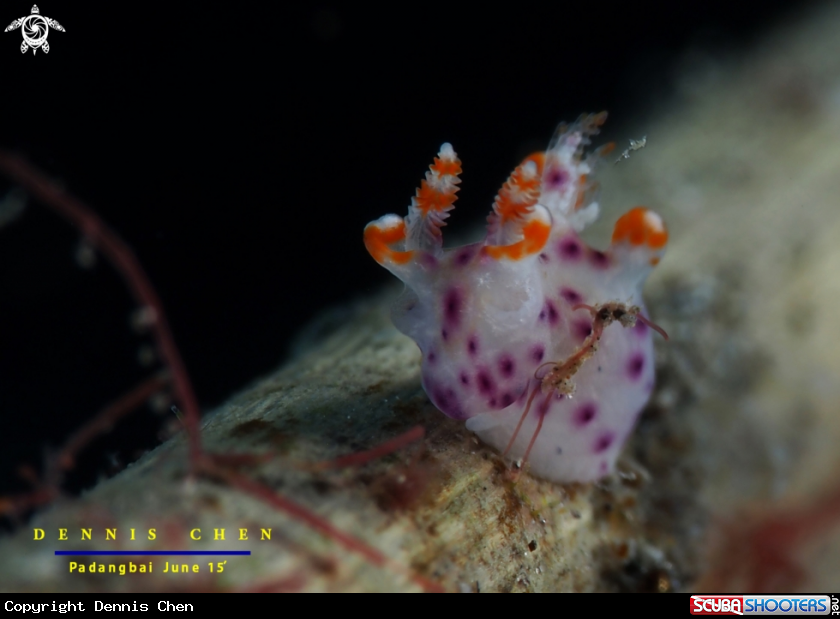 A Thecacera sp