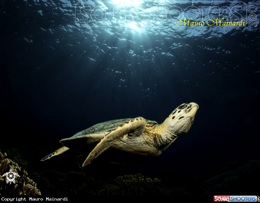 A Turtle erethmochelys