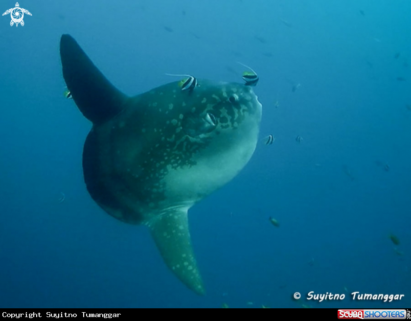 A Mola Mola