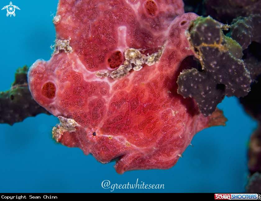 A Frogfish