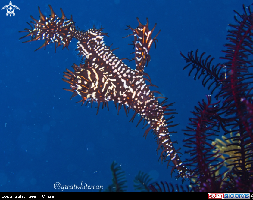 A Ornate Ghost Pipefish