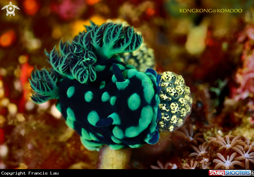 A Nudibranch - Nembrotha Cristata