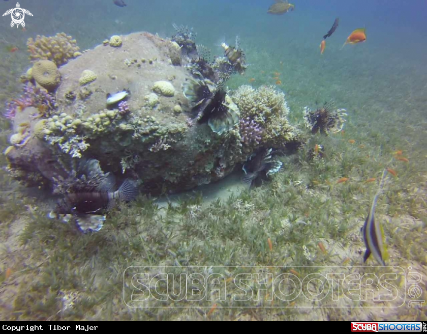A Lionfishes