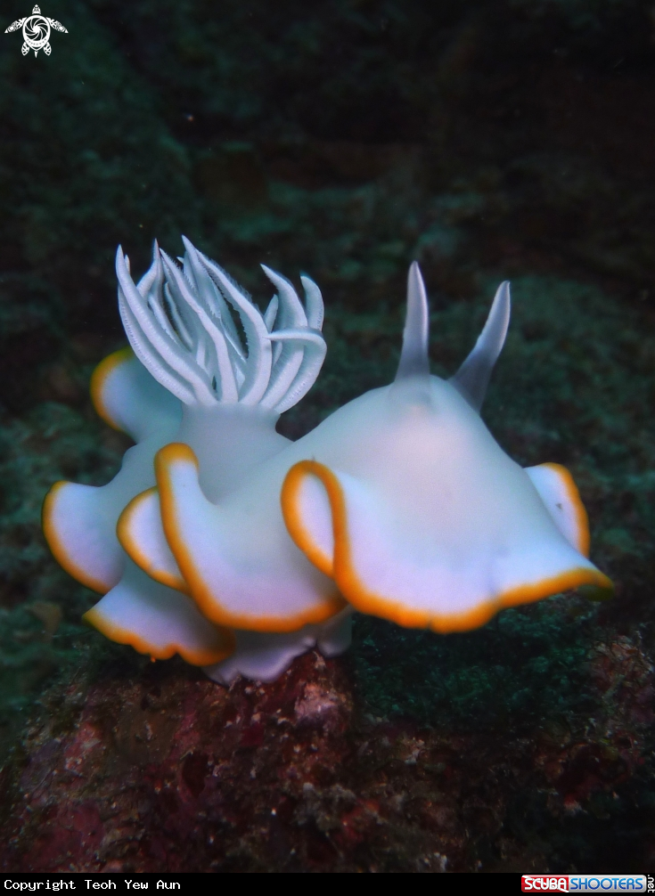 A Nudibranch