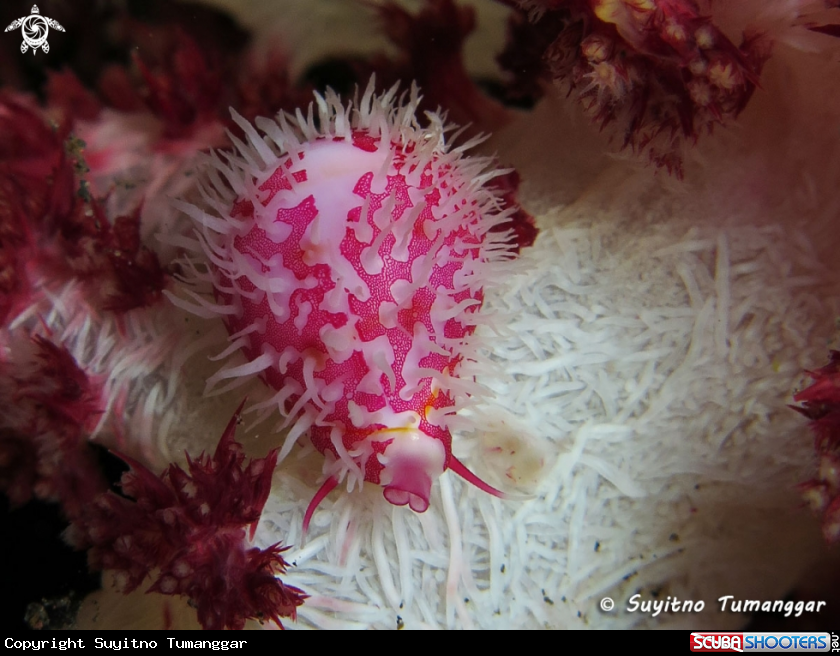A Allied Cowrie