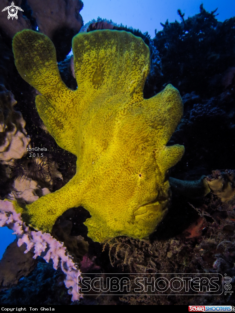 A Frog Fish