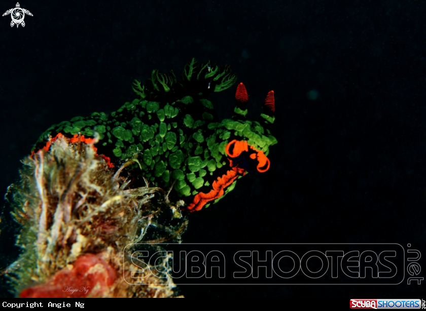 A Nudibranchs 