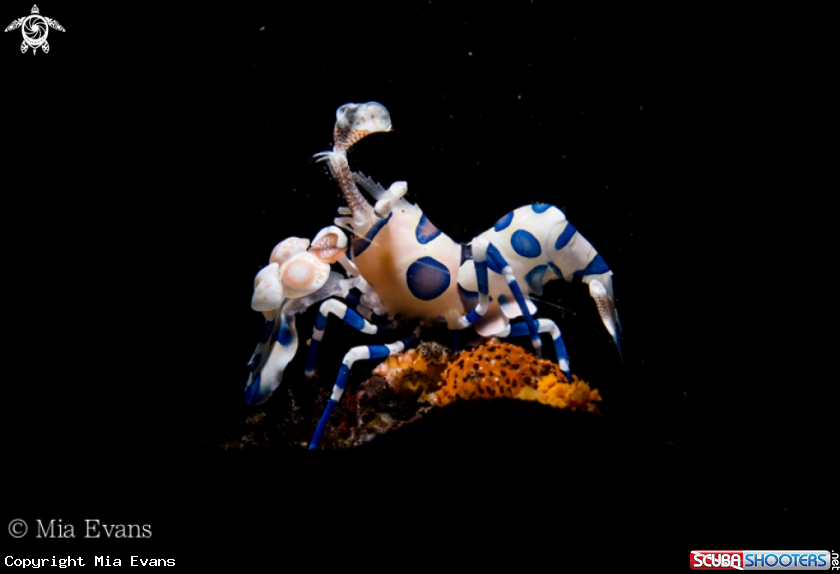 A Harlequin Shrimp
