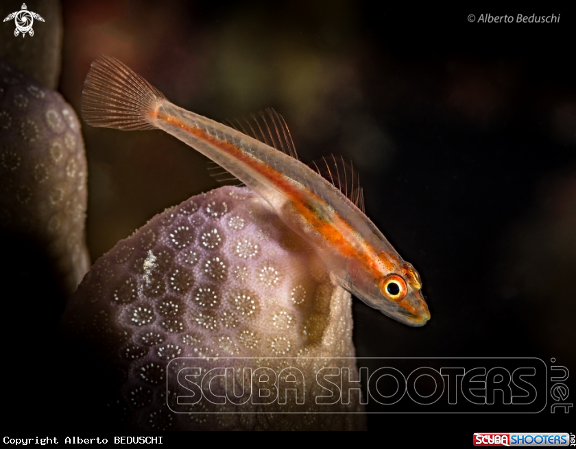 A Goby