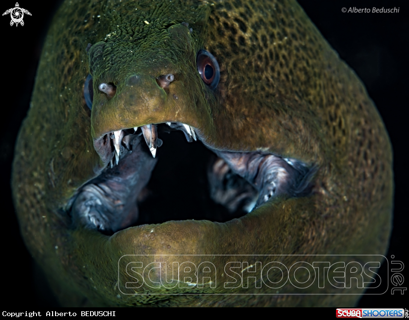 A Green Moray